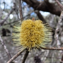 Banksia marginata (Silver Banksia) at QPRC LGA - 20 Aug 2022 by trevorpreston