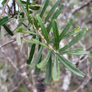 Banksia marginata at Berlang, NSW - 20 Aug 2022