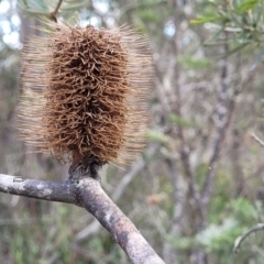 Banksia marginata at Berlang, NSW - 20 Aug 2022