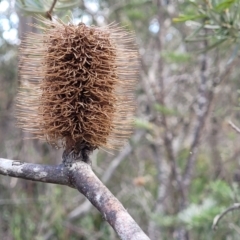 Banksia marginata at Berlang, NSW - 20 Aug 2022 01:43 PM