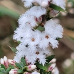 Leucopogon ericoides (Pink Beard-Heath) at Berlang, NSW - 20 Aug 2022 by trevorpreston