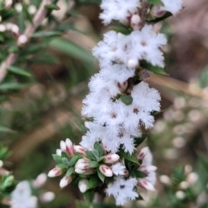 Styphelia ericoides at Berlang, NSW - 20 Aug 2022