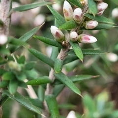 Styphelia ericoides at Berlang, NSW - 20 Aug 2022