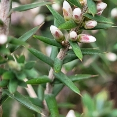 Leucopogon ericoides at Berlang, NSW - 20 Aug 2022