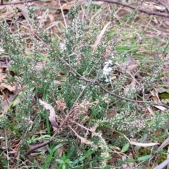 Styphelia ericoides at Berlang, NSW - 20 Aug 2022