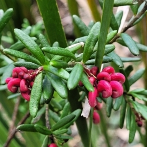 Grevillea lanigera at Berlang, NSW - 20 Aug 2022