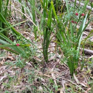 Grevillea lanigera at Berlang, NSW - 20 Aug 2022