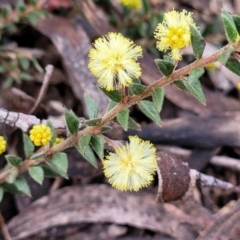 Acacia gunnii (Ploughshare Wattle) at Berlang, NSW - 20 Aug 2022 by trevorpreston