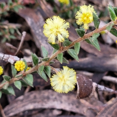 Acacia gunnii (Ploughshare Wattle) at QPRC LGA - 20 Aug 2022 by trevorpreston