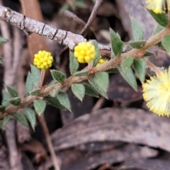 Acacia gunnii at Berlang, NSW - 20 Aug 2022 01:39 PM