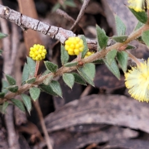 Acacia gunnii at Berlang, NSW - 20 Aug 2022 01:39 PM