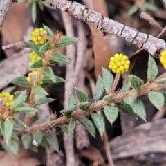 Acacia gunnii at Berlang, NSW - 20 Aug 2022 01:39 PM