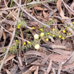 Acacia gunnii at Berlang, NSW - 20 Aug 2022 01:39 PM