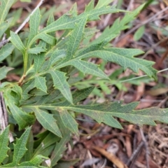 Lomatia silaifolia (Crinkle Bush, Fern-leaved Lomatia, Parsley Bush) at Berlang, NSW - 20 Aug 2022 by trevorpreston