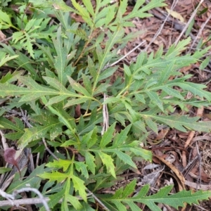 Lomatia silaifolia at Berlang, NSW - 20 Aug 2022 01:35 PM