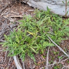 Lomatia silaifolia at Berlang, NSW - 20 Aug 2022