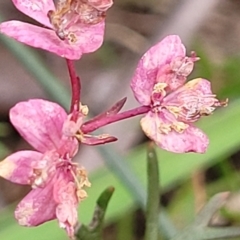 Xanthosia atkinsoniana at Berlang, NSW - 20 Aug 2022 by trevorpreston