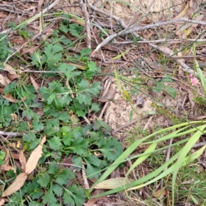 Xanthosia atkinsoniana at Berlang, NSW - 20 Aug 2022