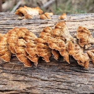 Xylobolus illudens at Berlang, NSW - 20 Aug 2022