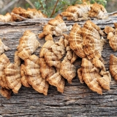 Xylobolus illudens at Berlang, NSW - 20 Aug 2022