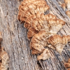 Xylobolus illudens at Berlang, NSW - 20 Aug 2022