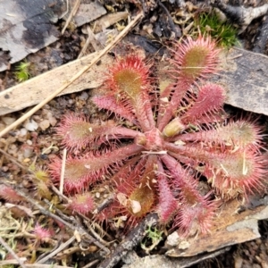 Drosera spatulata at Berlang, NSW - 20 Aug 2022 01:21 PM