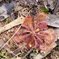 Drosera spatulata at Berlang, NSW - 20 Aug 2022 01:21 PM