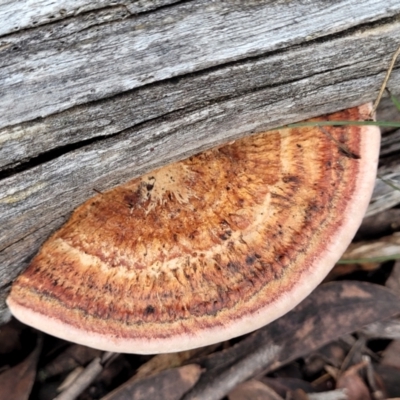 Rhodofomitopsis lilacinogilva complex (Lilac Shelf Fungus) at Berlang, NSW - 20 Aug 2022 by trevorpreston