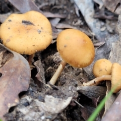 Unidentified Cap on a stem; gills below cap [mushrooms or mushroom-like] (TBC) at Berlang, NSW - 20 Aug 2022 by trevorpreston