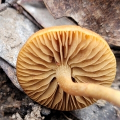 zz agaric (stem; gills not white/cream) at Berlang, NSW - 20 Aug 2022