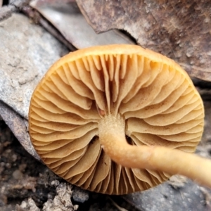 zz agaric (stem; gills not white/cream) at Berlang, NSW - 20 Aug 2022 01:17 PM