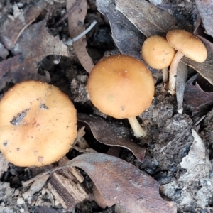 zz agaric (stem; gills not white/cream) at Berlang, NSW - 20 Aug 2022 01:17 PM