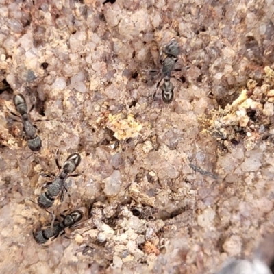 Rhytidoponera sp. (genus) (Rhytidoponera ant) at QPRC LGA - 20 Aug 2022 by trevorpreston