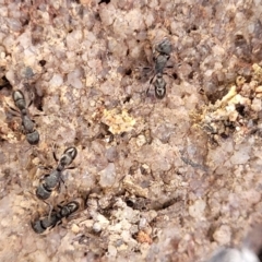 Rhytidoponera sp. (genus) (Rhytidoponera ant) at Berlang, NSW - 20 Aug 2022 by trevorpreston