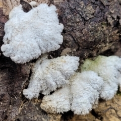 Schizophyllum commune (Split Gill Fungus) at QPRC LGA - 20 Aug 2022 by trevorpreston