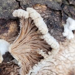 Schizophyllum commune at Berlang, NSW - 20 Aug 2022