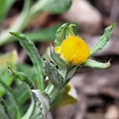 Chrysocephalum apiculatum (Common Everlasting) at Berlang, NSW - 20 Aug 2022 by trevorpreston