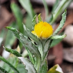 Chrysocephalum apiculatum at Berlang, NSW - 20 Aug 2022 01:08 PM