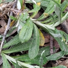 Chrysocephalum apiculatum at Berlang, NSW - 20 Aug 2022 01:08 PM