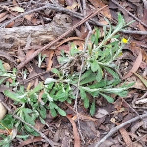 Chrysocephalum apiculatum at Berlang, NSW - 20 Aug 2022