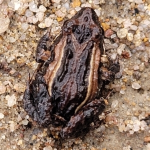 Crinia signifera at Berlang, NSW - 20 Aug 2022 01:04 PM