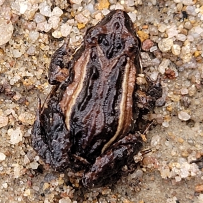 Crinia signifera (Common Eastern Froglet) at Deua National Park (CNM area) - 20 Aug 2022 by trevorpreston