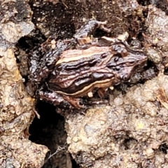 Crinia signifera at Berlang, NSW - 20 Aug 2022 01:04 PM