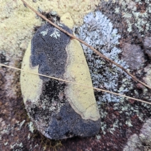 Lichen - crustose at Berlang, NSW - 20 Aug 2022 01:02 PM