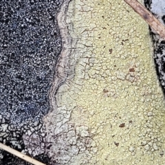 Lichen - crustose at Berlang, NSW - 20 Aug 2022