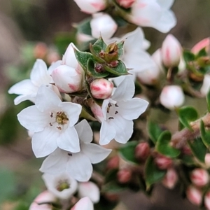 Epacris breviflora at Berlang, NSW - 20 Aug 2022 01:00 PM