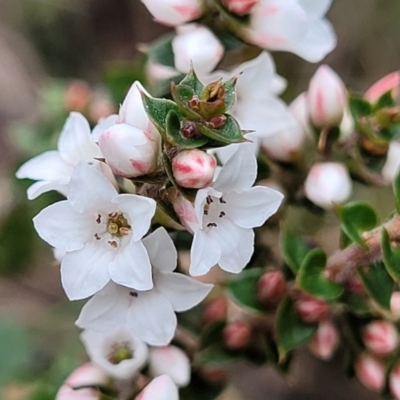 Epacris breviflora (Drumstick Heath) at QPRC LGA - 20 Aug 2022 by trevorpreston