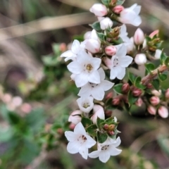 Epacris breviflora at Berlang, NSW - 20 Aug 2022