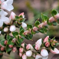 Epacris breviflora at Berlang, NSW - 20 Aug 2022