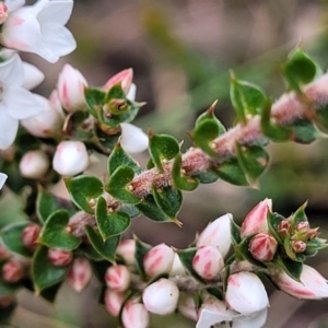 Epacris breviflora at Berlang, NSW - 20 Aug 2022 01:00 PM